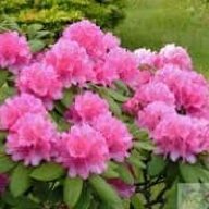 RodoTheFlower